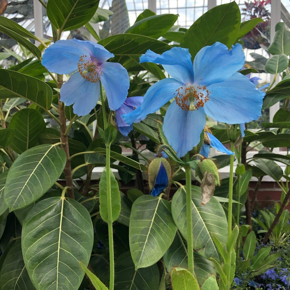 Meet your Posher, Patty